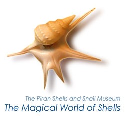 The Magical World of Shells